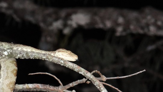 Ecuador - unbekannt - Tree Boa