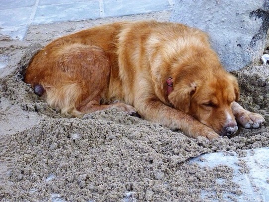 Thailand -  - Ein Strassenhund gräbt sich zum schlafen in den kühlen Sand ein