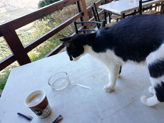 Griechenland - Agios Ioannis - Besuch von einer sehr zutraulichen Katze