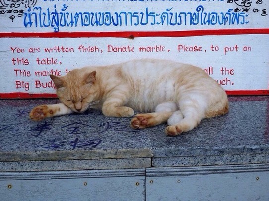 Thailand - Amphoe Mueang Phuket - Budda's Katze