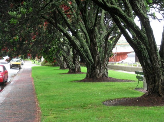 Neuseeland - Devonport - Pohutukawa "Weihnachts" Bäume