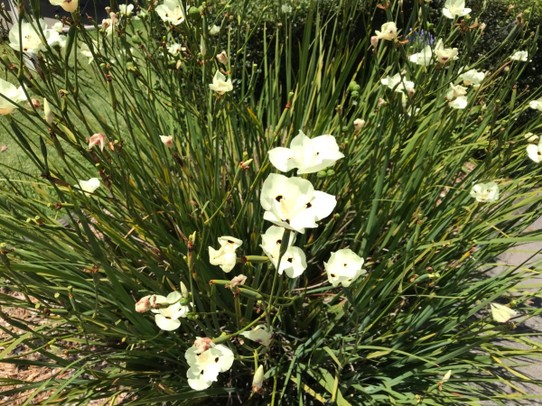 Australien - Huskisson - Alles in üppiger Blüte