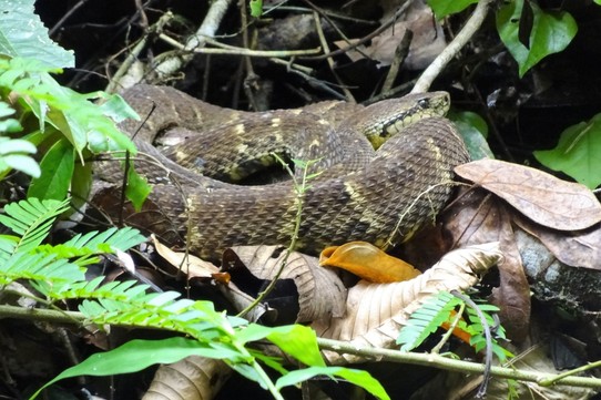 Ecuador - unbekannt - Poisonous snake
