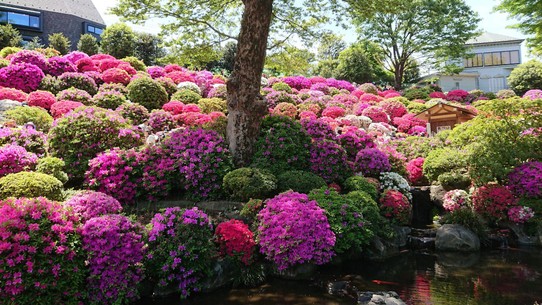 Japan - Fujiyoshida - Ein Farbteppich aus Rhododendren!