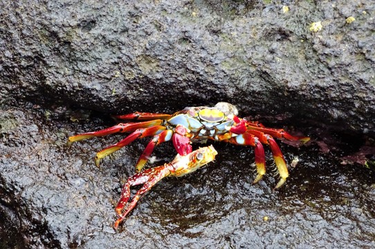 Ecuador - Isabela Island - Sally Lightfoot crab, eating a crab, with an octopus sitting on its shell