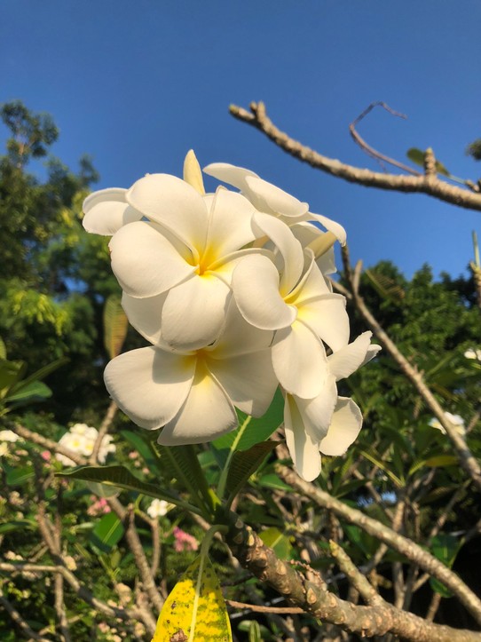 Thailand - Amphoe Mueang Krabi - Schöne Blumen in der Höhe
