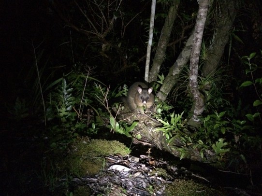 Neuseeland - Waitomo Central - Wied hier gejagt, vergiftet, totgefahren. Die Neuseeländer hassen das Opossum (da nicht heimisch)