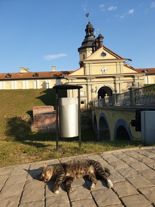Belarus - Niasviž - Niasviž Castle Palace cat