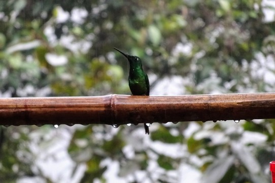 Ecuador - Mindo Valley - Another hummingbird (we really liked hummingbirds)