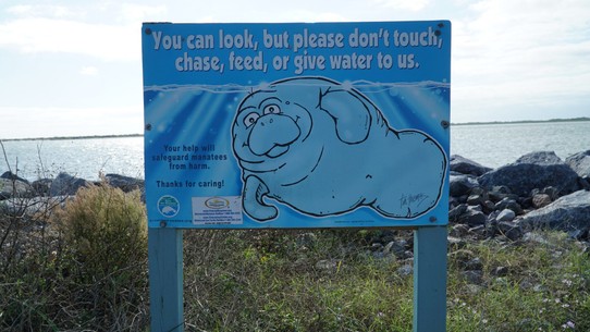 USA - Ponce Inlet - Nicht füttern, OK.
Nicht anfassen, auch OK.
Aber kein Wasser geben? Wer würde einem Tier das im Wasser lebt, Wasser geben? Das konnten mir auch die Einheimischen nicht erklären.