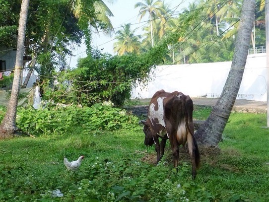 Indien - Kochi - Endlich haben wir eine heilige Kuh gefunden 
