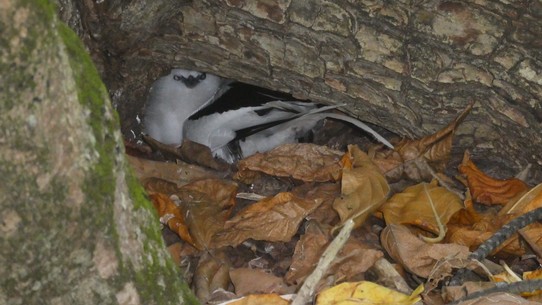 Seychellen -  - Tropical Bird im Nest