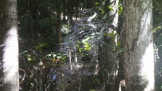 Seychellen -  - Palmenspinne
