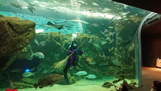 Japan - Ube - Taucherin im Hexenkostüm gibt Halloween-Vorführung im Aquarium!