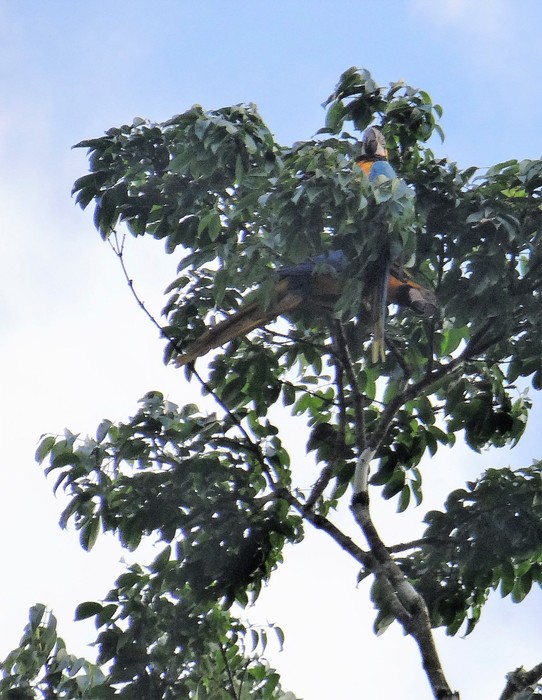 Ecuador - unbekannt - Macaws