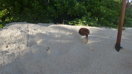 Seychellen -  - So wird ein Nest markiert