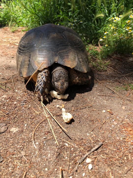 Griechenland - Athen - Im Park gibt's "wilde" Schildkröten 