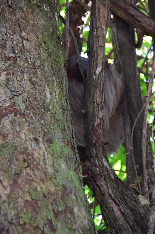 Costa Rica - Talamanca - Meistens kann man die Faultieren nur schwer finden, und wenn dann sieht man nur Fell.