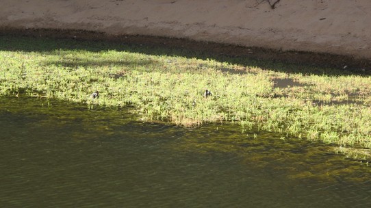 Australia - Mount Zeil - Ducklings hiding in the weed