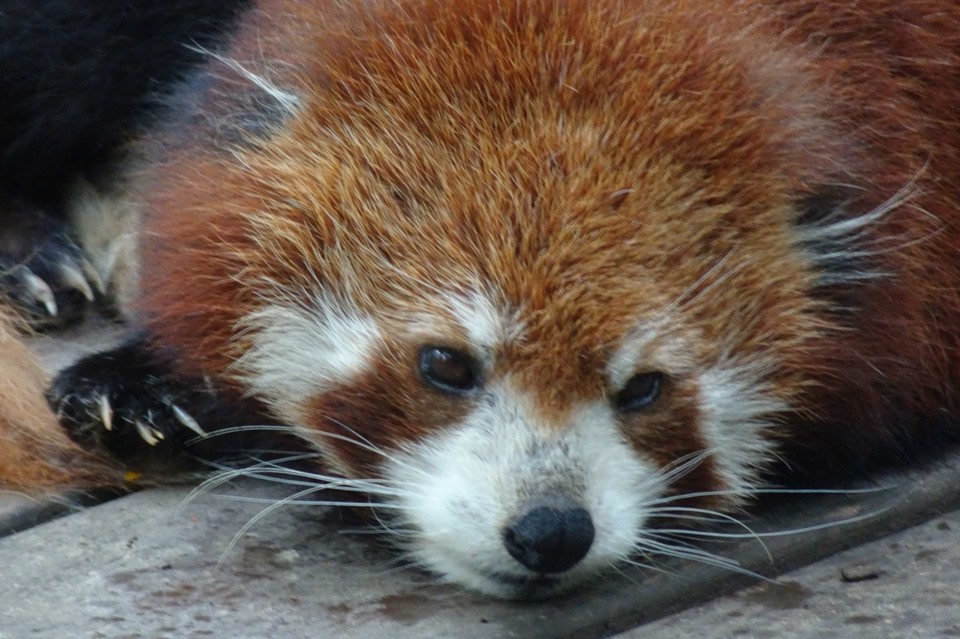 China - Chengdu - 