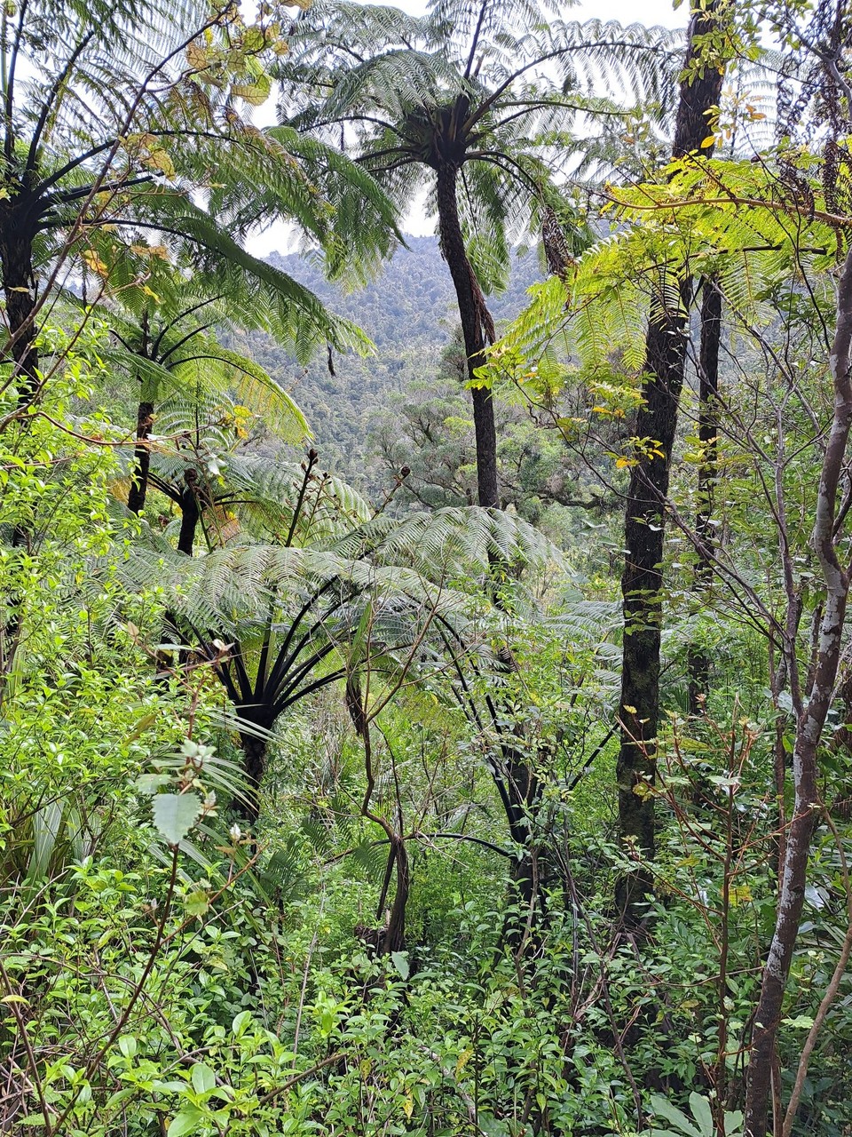 Neuseeland - Kumetewhiwhia - 