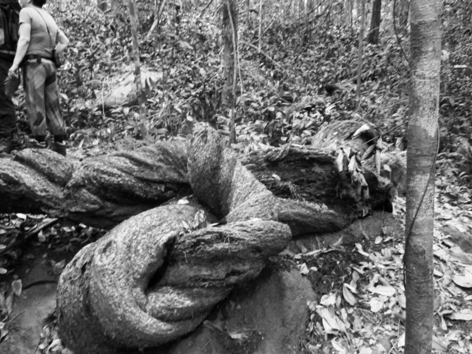 Sri Lanka - unbekannt - nature art 