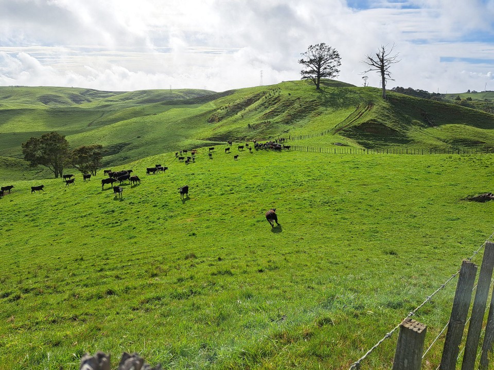 Neuseeland - Rangiriri - Neben den Kuhweiden ging es durchs hohe, nasse Gras 