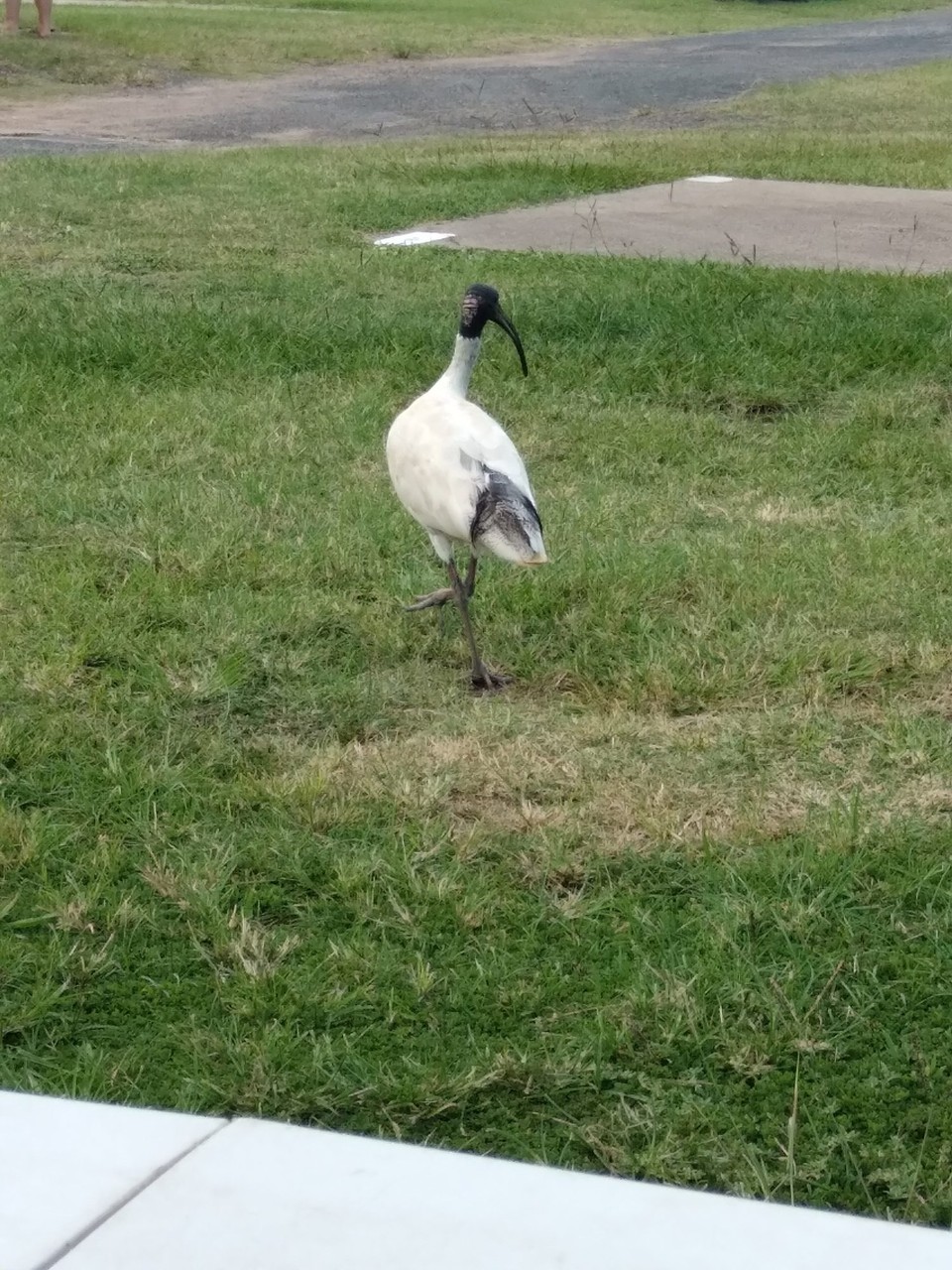 Australien - Bundaberg - Wildlife auf dem Campingplatz