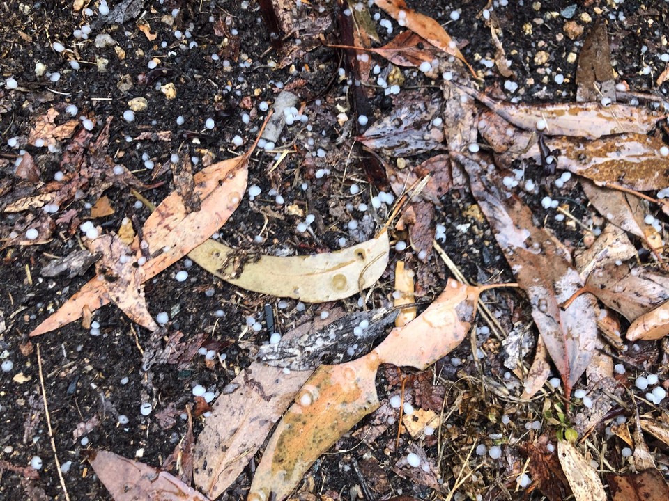 Australia - Stanthorpe - Ok I’ll stop doing my hail dances !