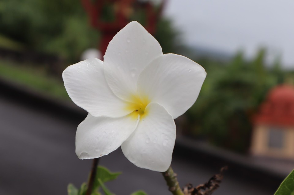 Réunion -  - 
