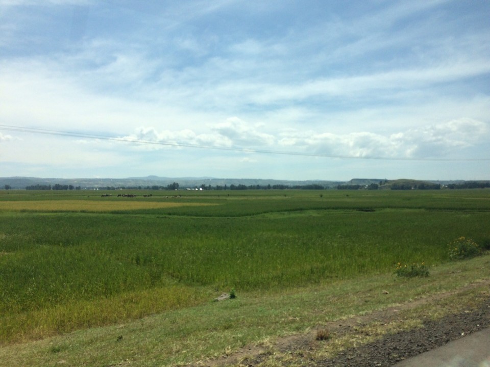 Äthiopien - Bahir Dar - Wir fahren an den Tanasee, den größten See Äthiopiens und Quelle des Blauen Nils. Weg sind die Berge, wir sind umgeben von Reisfeldern.