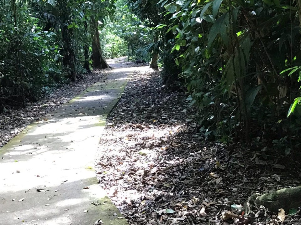 Costa Rica - Sarapiqui - 