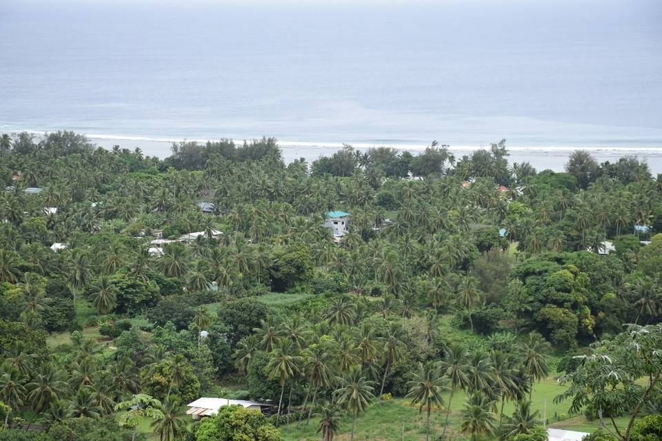 Cookinseln - Rarotonga - Blick von einer kleinen Anhöhe auf die vielen Kokospalmen