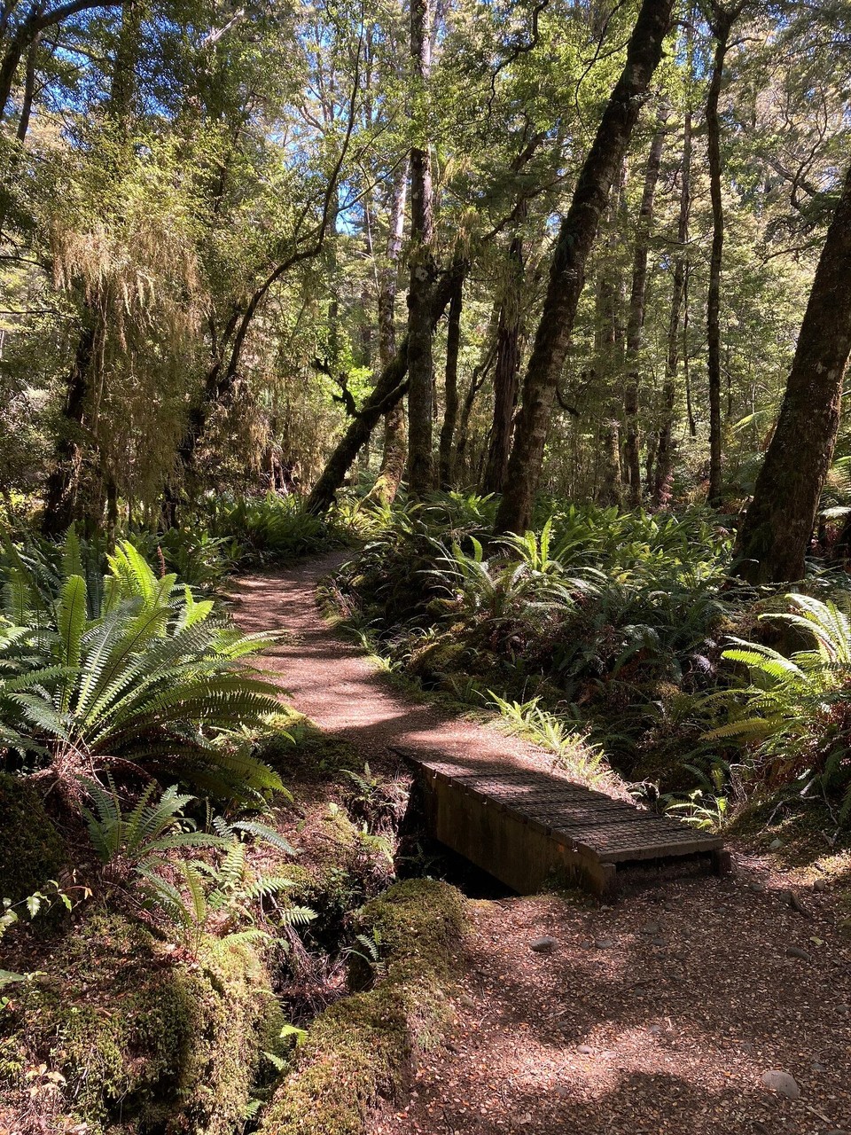 Neuseeland - Fiordland National Park - 