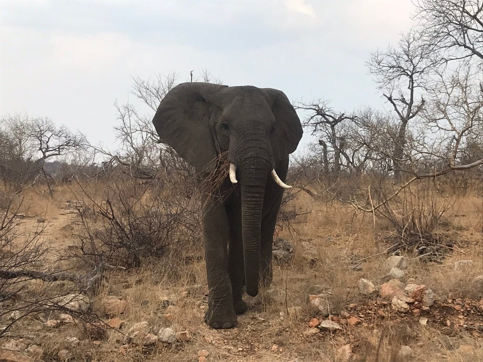 Südafrika -  - 