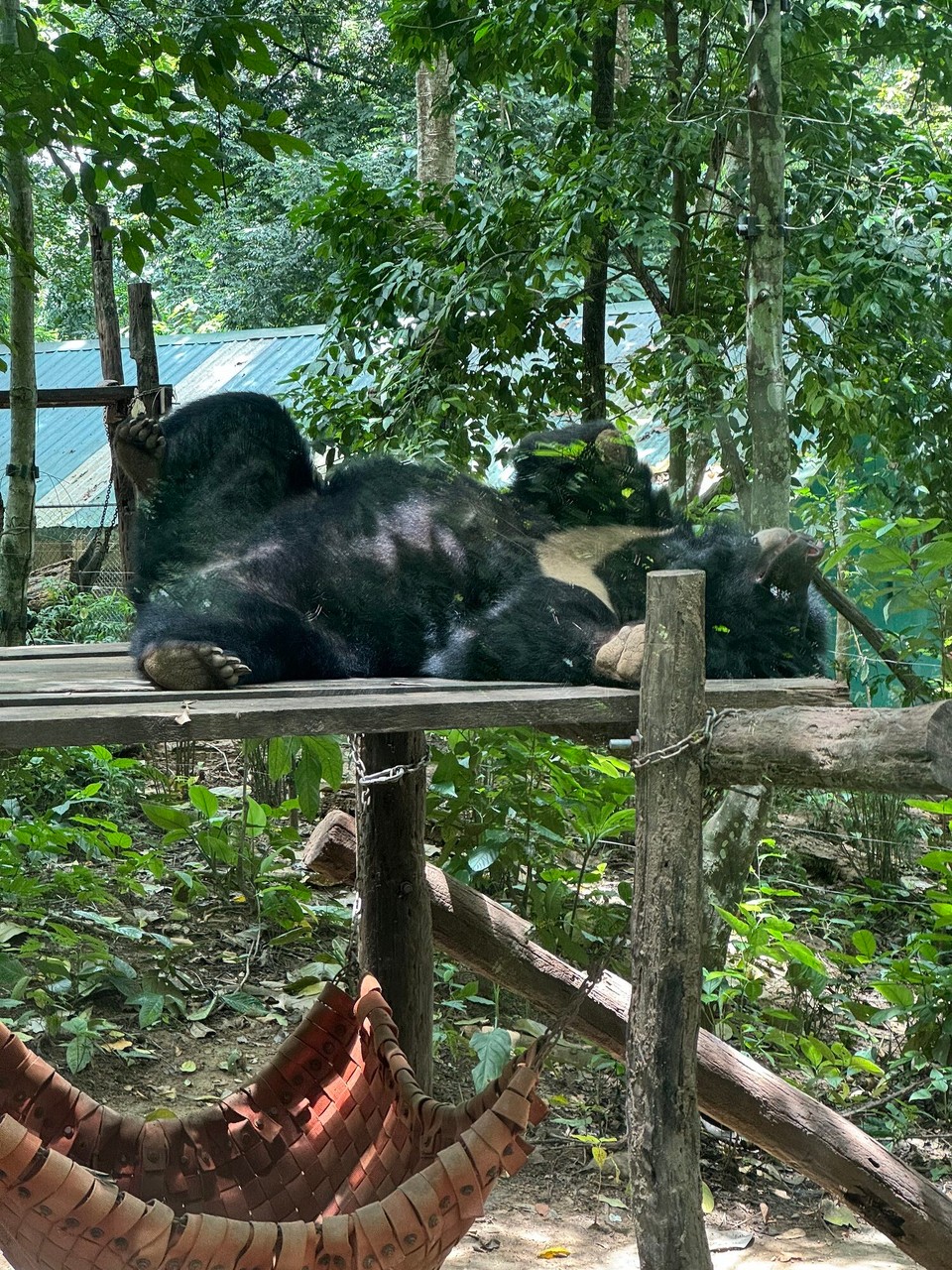 Laos - Luang Prabang - Kragenbär sanctuary 