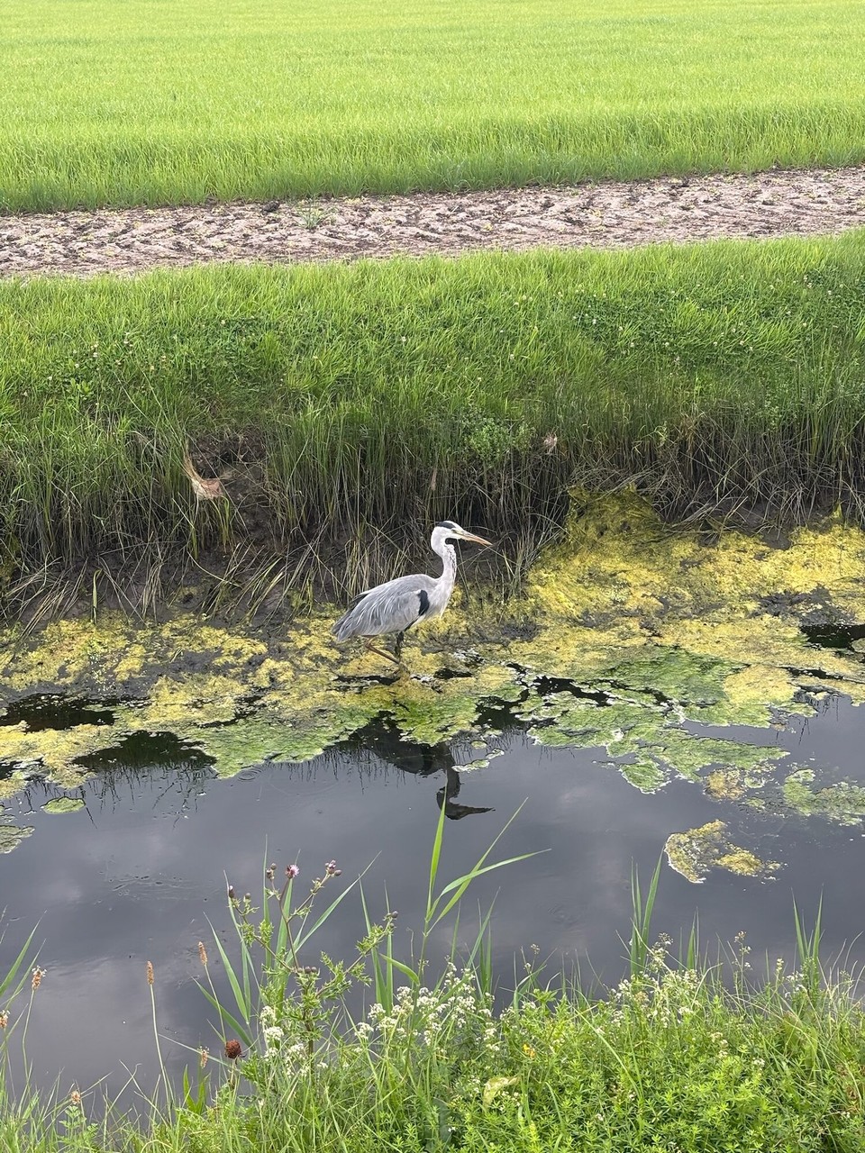 Niederlande - Julianadorp - Begleiter am Wegesrand 