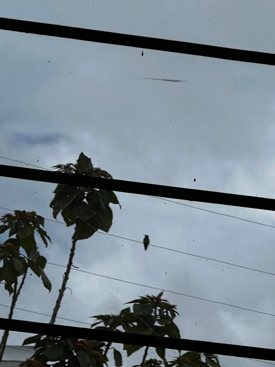 Costa Rica - San José - Hüt hemmer im Unterricht no en chline Kolibri gseh. Da gseht mer die überall aber ich find das eifach immer freu mi immerno jedes Mal, ich find das so härzigi Vögeli