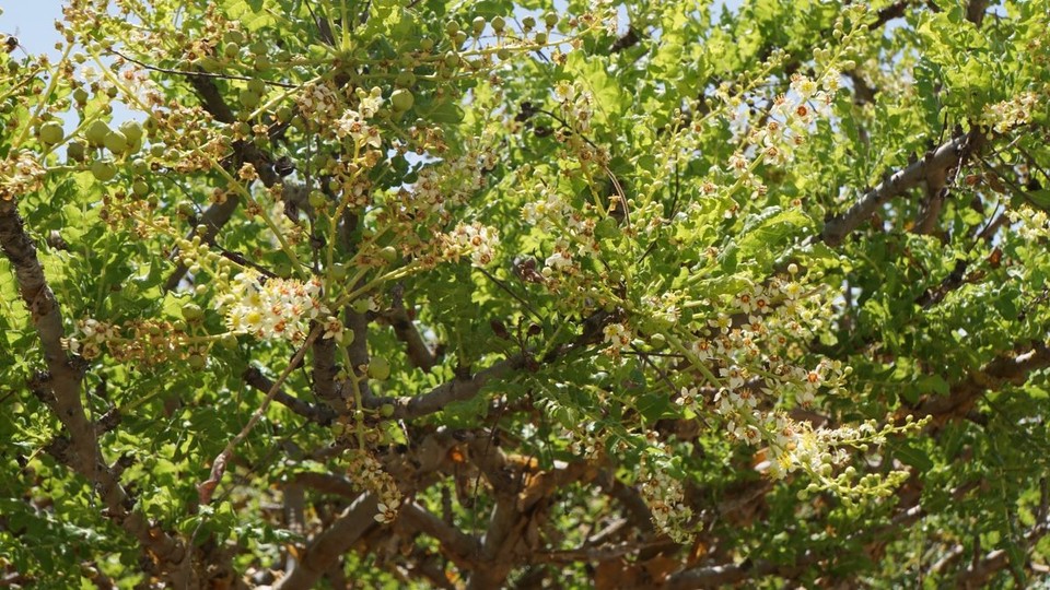 Oman -  - 