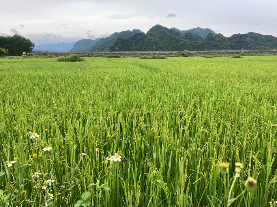 Vietnam - Bo Trach - 