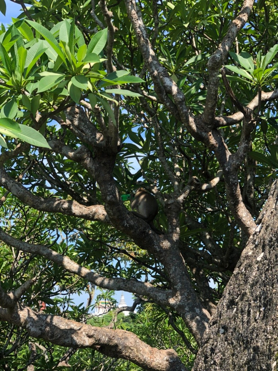 Thailand - Amphoe Mueang Phetchaburi - Dieser Affe hat sich das Sprite einer Thailänderin gekrallt und es dann sogar geöffnet wie man das macht, mit Drehen. Prost!