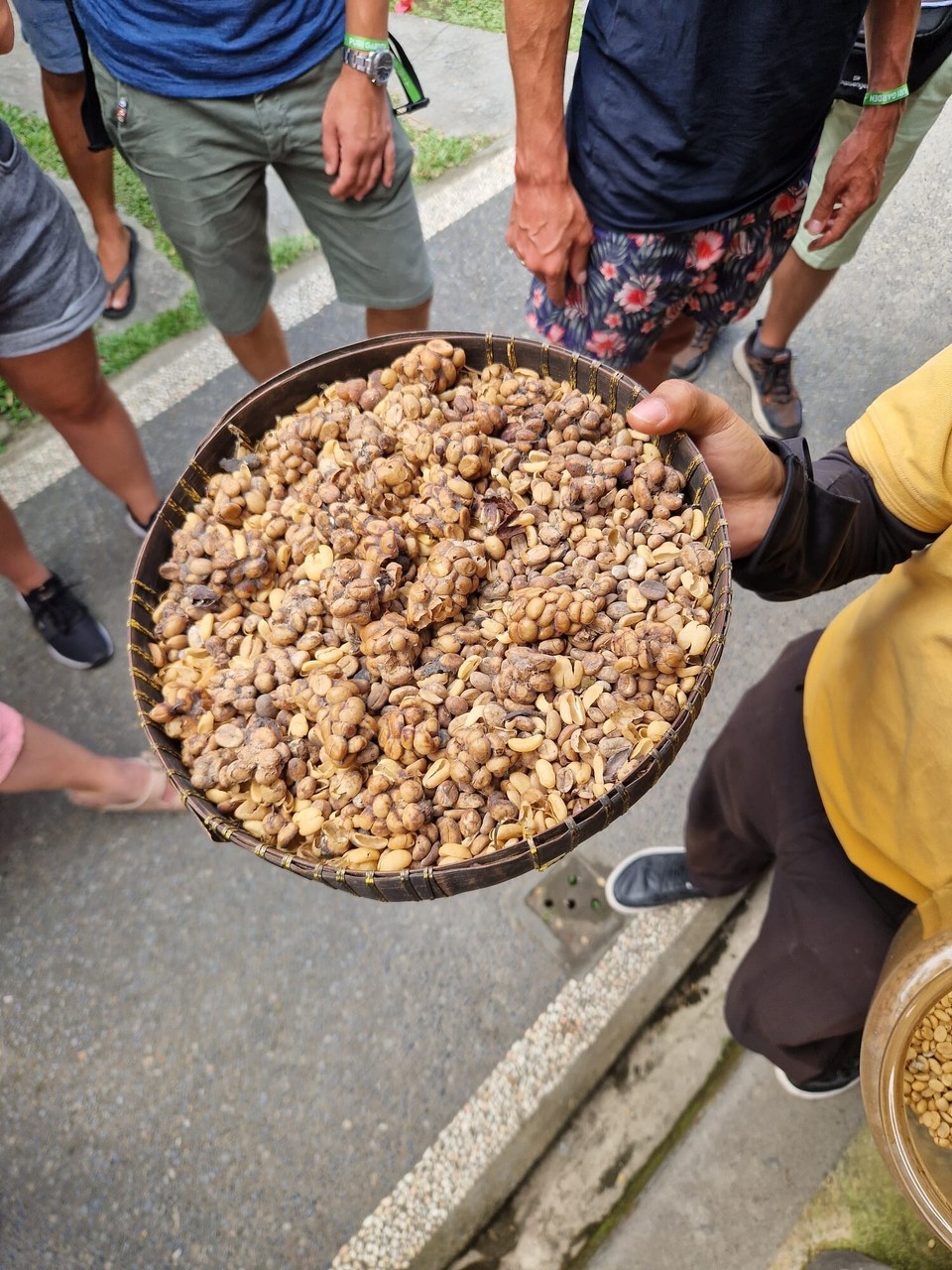 Indonesien - Gianyar - Das Tiarli suacht und frisst dia rota Kaffeekirscha. Fruchtfleisch wird verdaut und Kaffeebohna wir bim Verdauua fermentiart und schliasslich usgschida (ufm Bild isch zKaki vor Schlichkatz), Bohna wird bi witera Prozess vor Hülsa und Hut befreit, befor de Kaffebohna gröstet wärden.