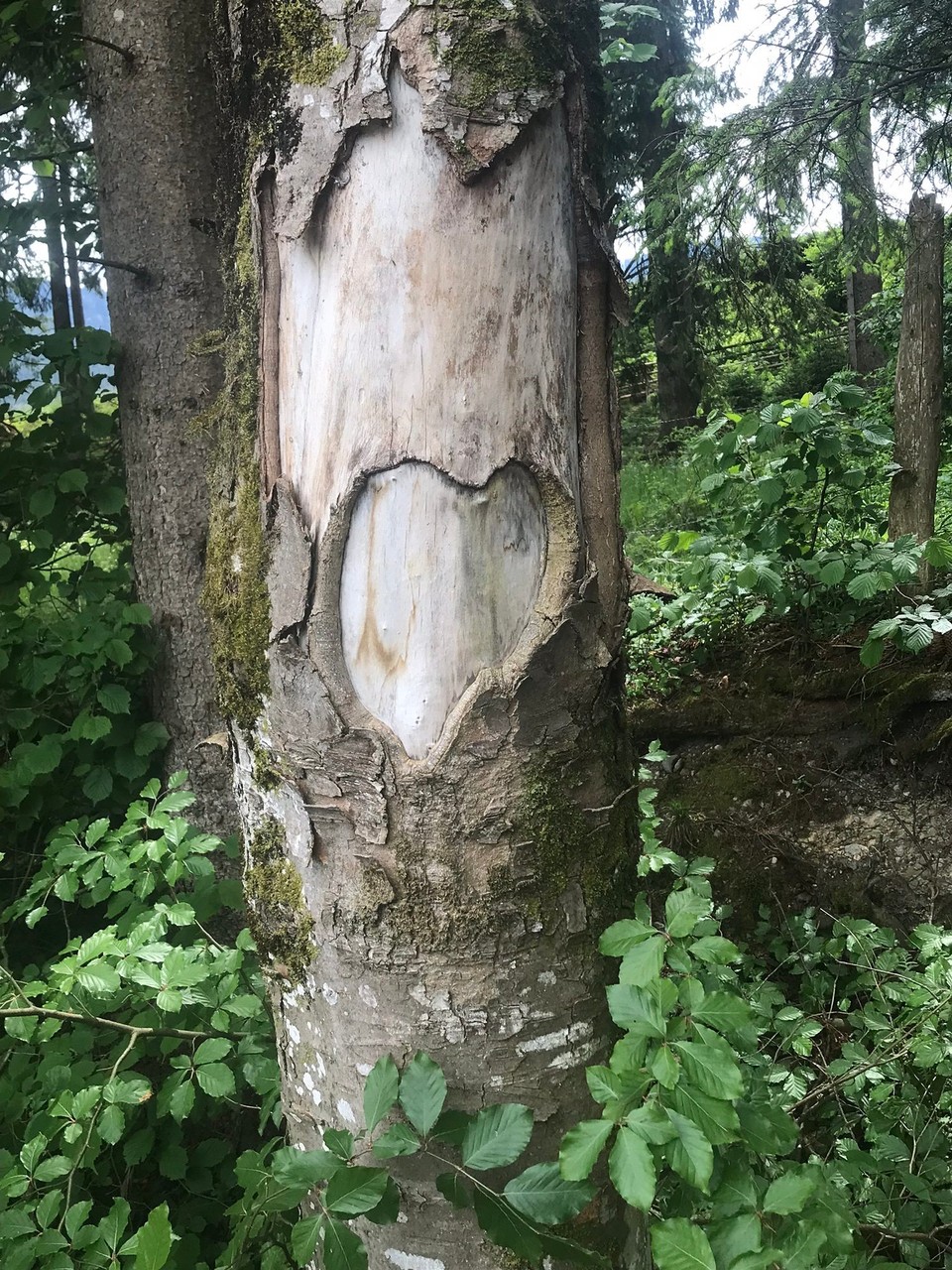 Deutschland - Murnau am Staffelsee - Auch solche Nettigkeiten sieht man unterwegs 