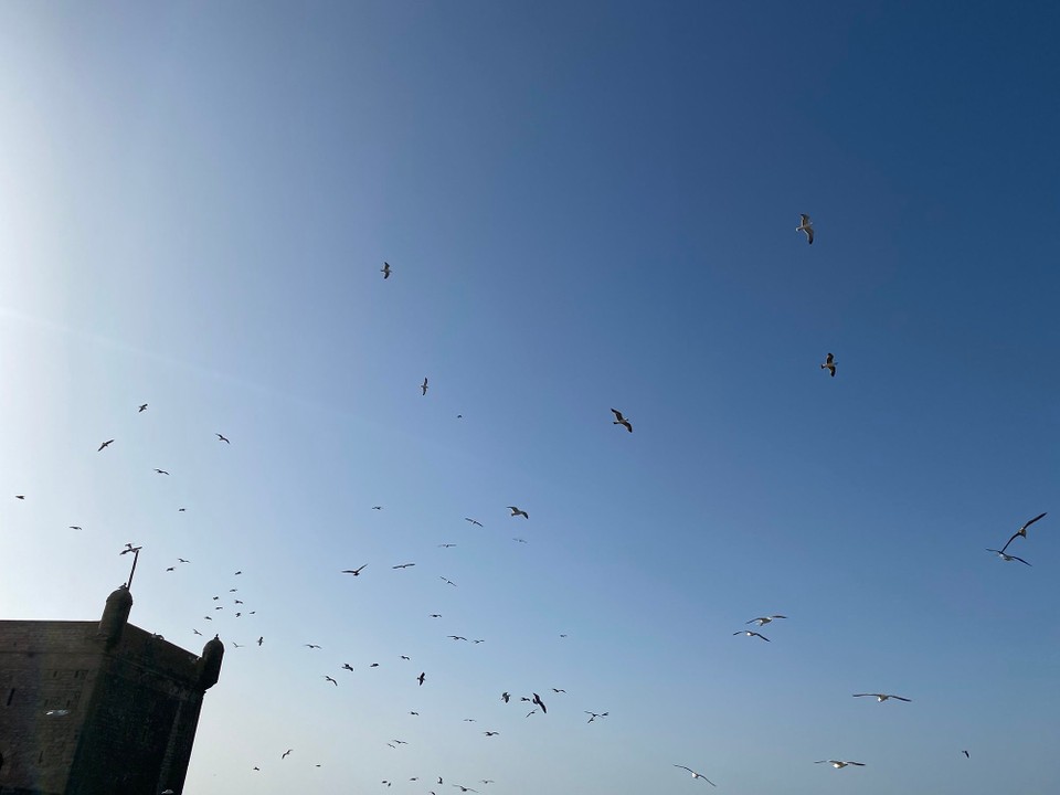 Marokko - Essaouira - 
