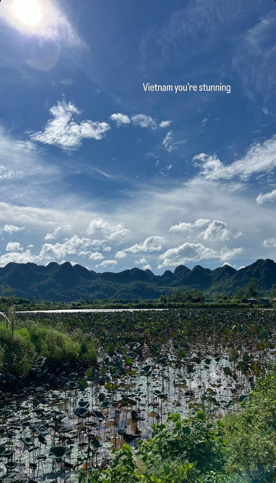 Vietnam - Dong Hoi - Überall in Vietnam gibt es diese Seerosenfelder 