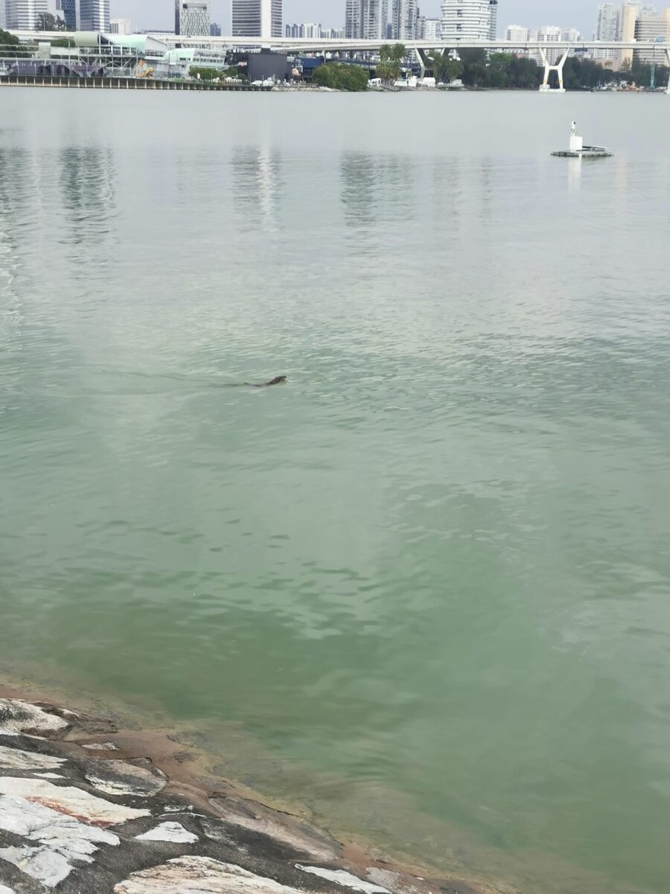 Singapur - Singapur - Otter