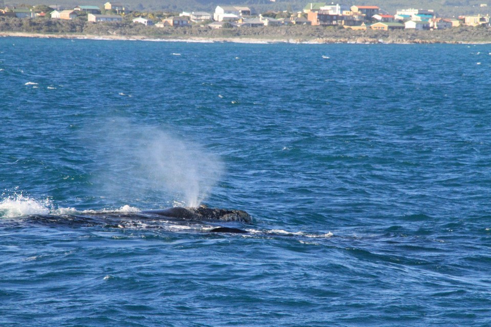 Südafrika - Gansbaai - 