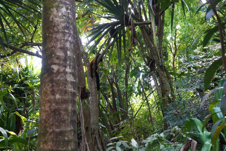 Schweiz - Zürich - Sehe ich da was im Baumwipfel hängen?....