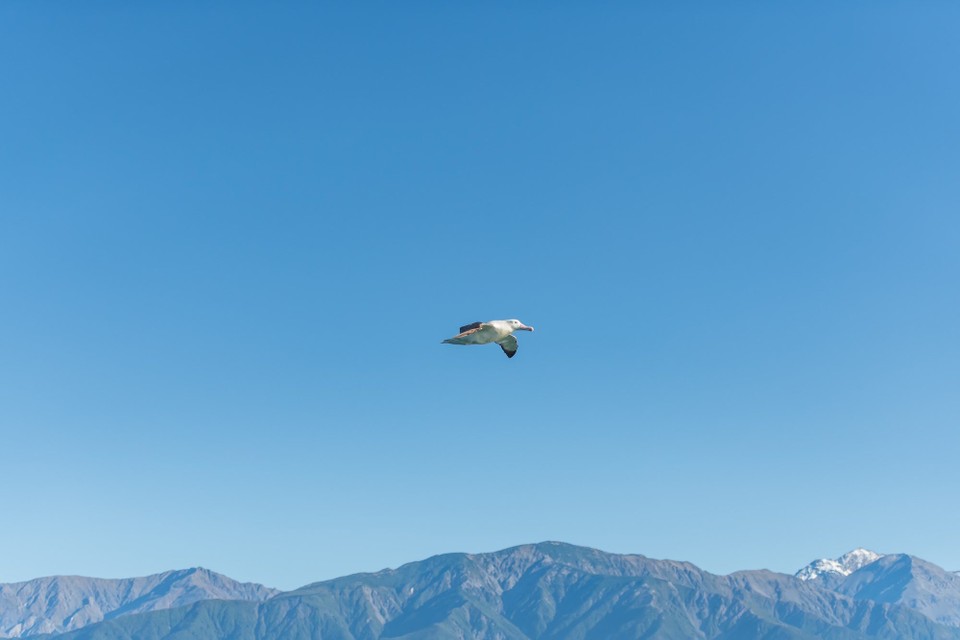 Neuseeland - Kaikoura Central - 