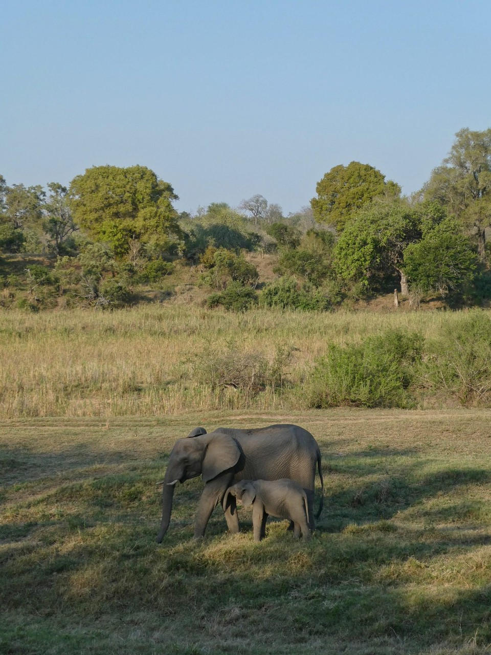 Südafrika - Kruger-Nationalpark - 